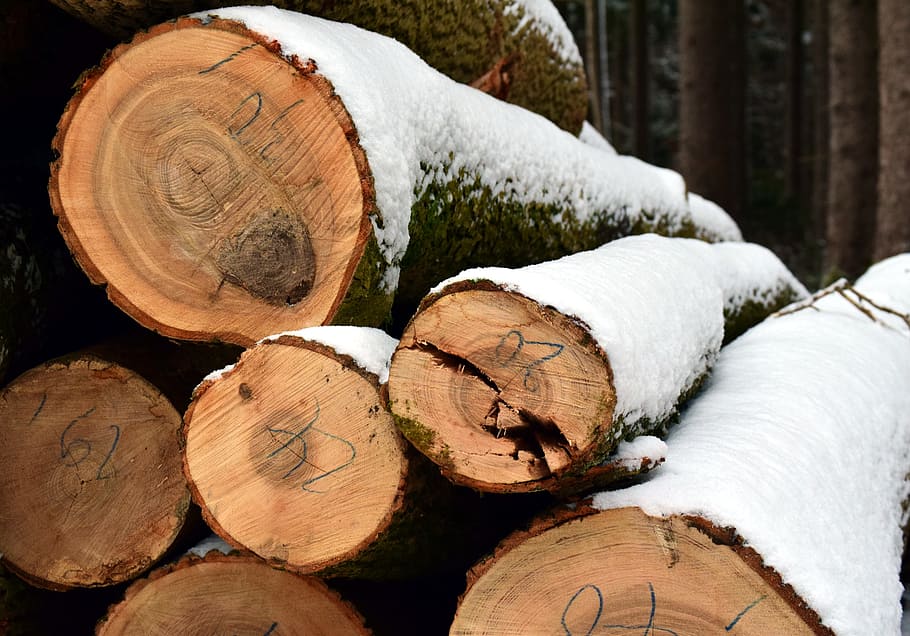 tree trunks, winter, snow, forest, trees, wood, cold, nature HD wallpaper