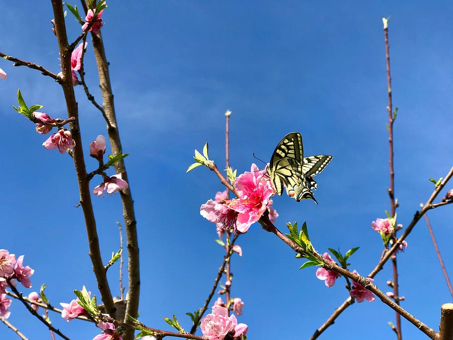 tree, flower, branch, cherry, plant, flowering plant, sky, nature HD wallpaper