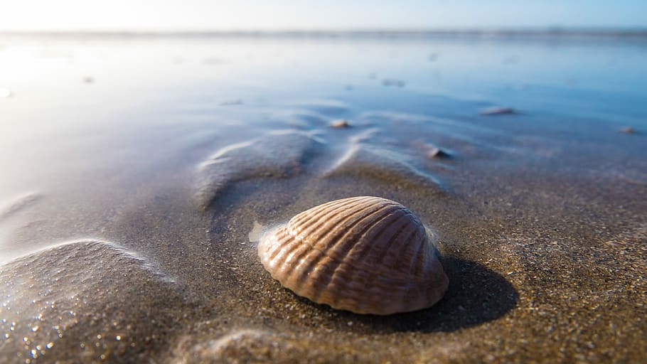 clam shell on body of water, selective focus photography of brown shell washed ashore HD wallpaper