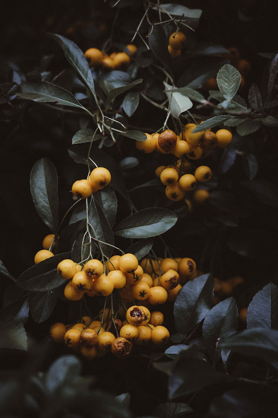 close-up photo of round yellow fruits, closeup photo of round fruits HD wallpaper