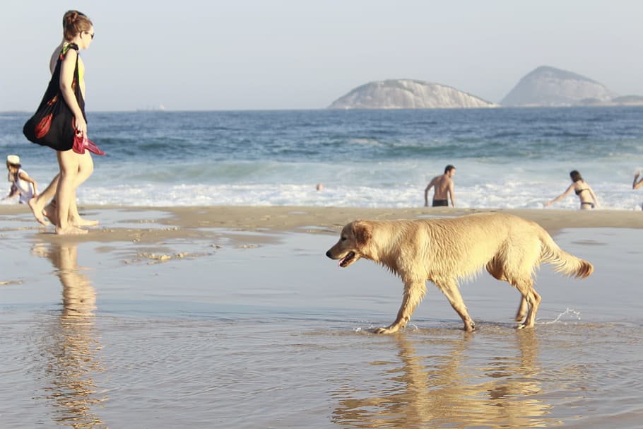 summer, beach, sol, dog, people, water, sea, land, sand, mammal HD wallpaper