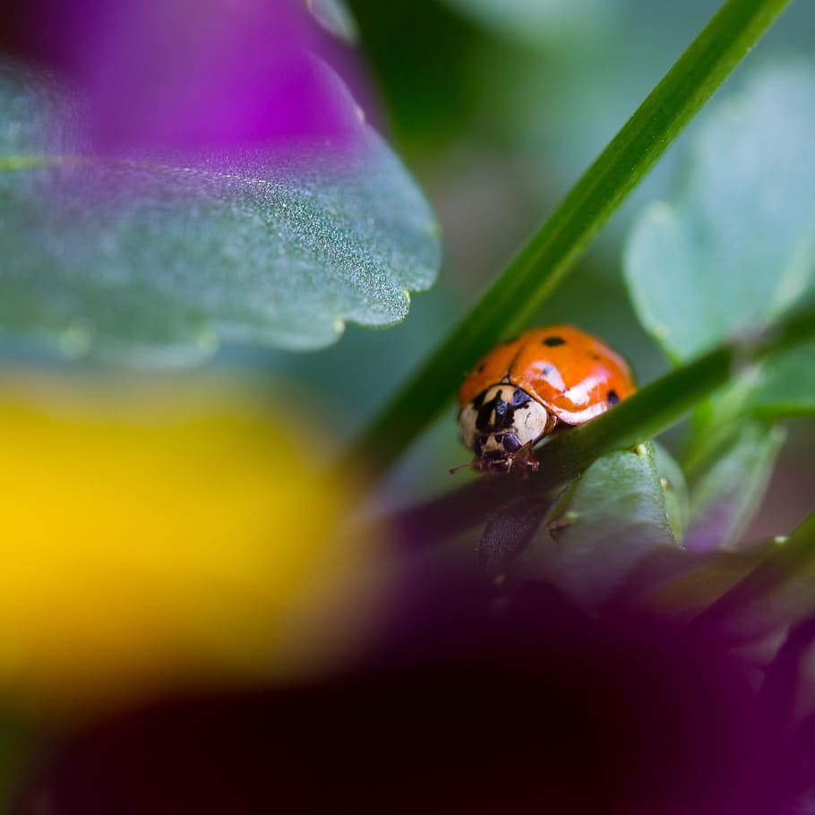 maikäfer, spring, plant, insect, beetle, flower, flight insect HD wallpaper