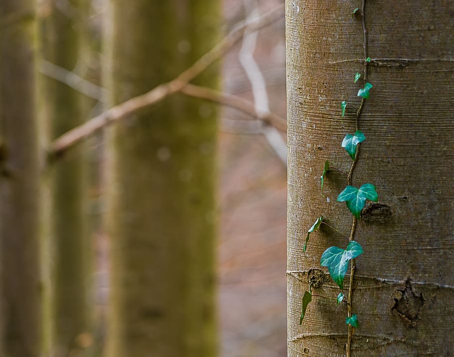 tree, wood, screen, plant, focus on foreground, close-up, no people HD wallpaper