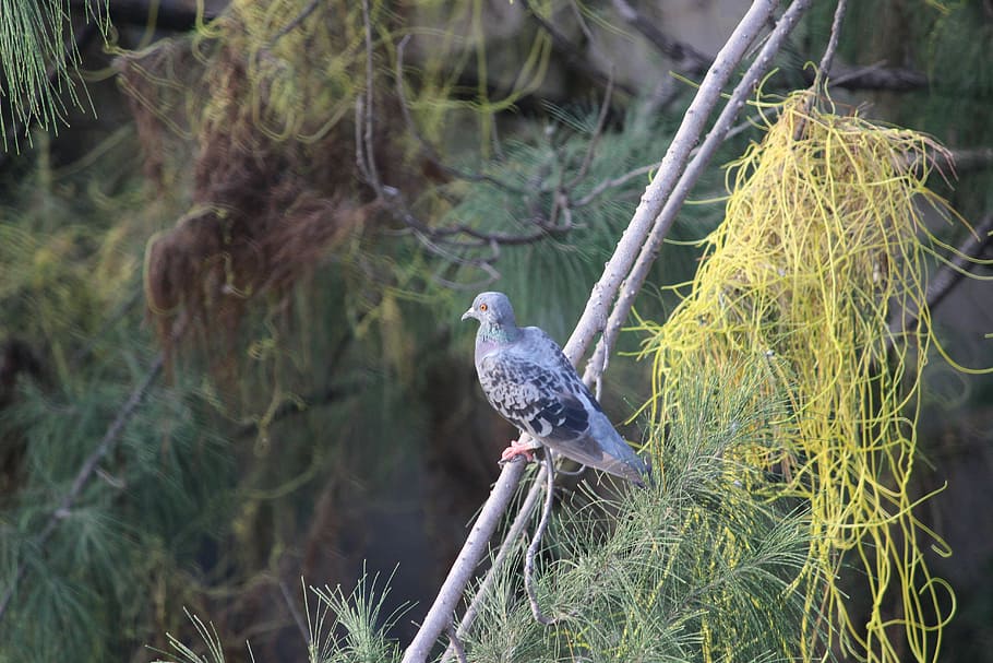 Pigeon, Tree, Freedom, bird, animal wildlife, animals in the wild HD wallpaper