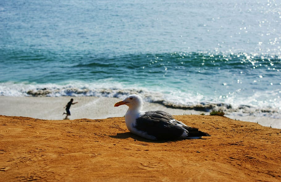 beach, bird, gull, landscape, nature, ocean, outdoors, sand HD wallpaper