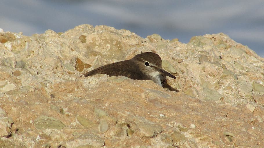 seabird, stint, migratory, nature, animal wildlife, animals in the wild HD wallpaper