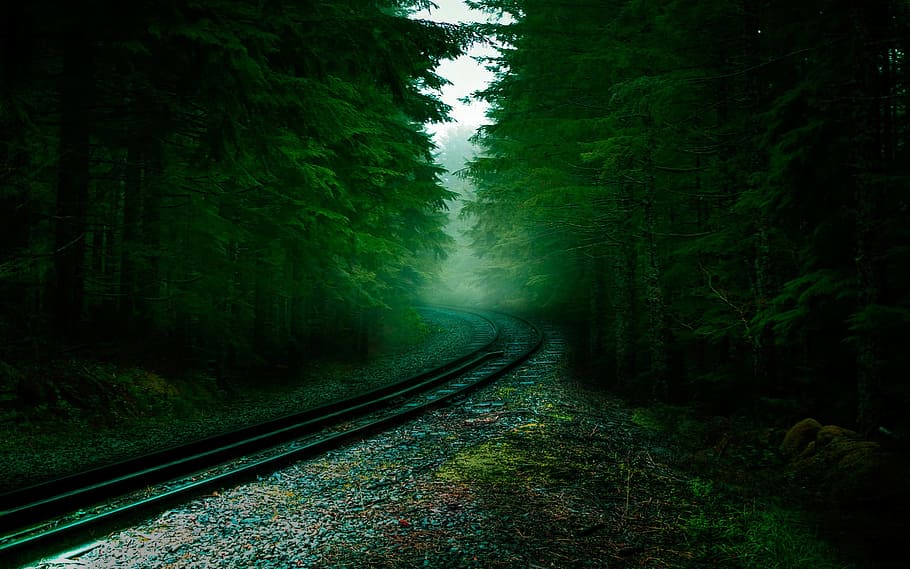 rail road between forest photography, railway, sleepers, tree HD wallpaper