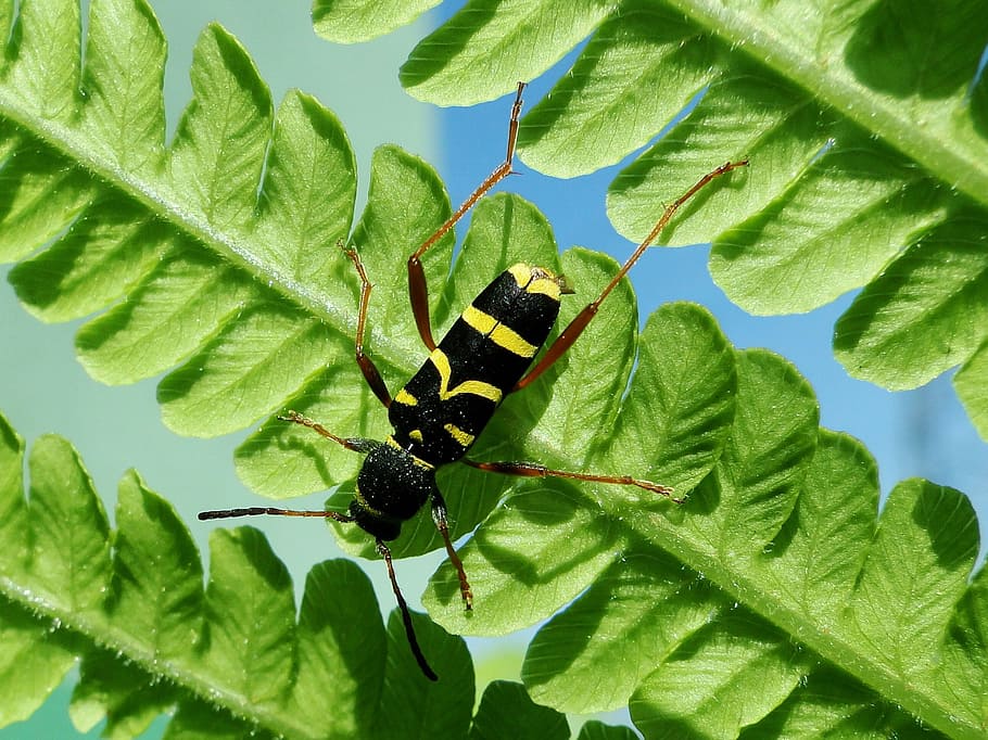 leaf, nature, plant, insect, garden, animals, paśnik pałączasty HD wallpaper