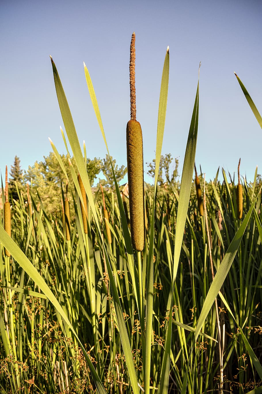 cattail, plant, nature, cattails, swamp, wetland, natural, leaf, HD wallpaper