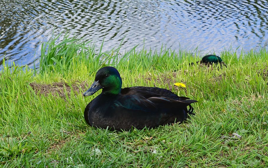 duck, animal, bird, water, beautiful, pride, elegant, nature HD wallpaper