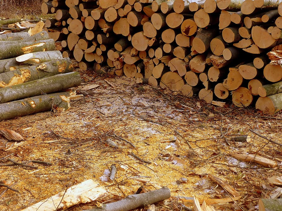 forest, winter, wood, cold, nature, wood-cutting, logging, wood - Material HD wallpaper