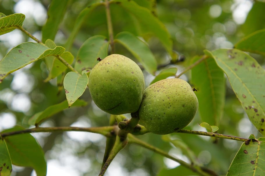 walnut, nuts, walnut crop, food, walnuts, tasty, tree nut, fruits HD wallpaper