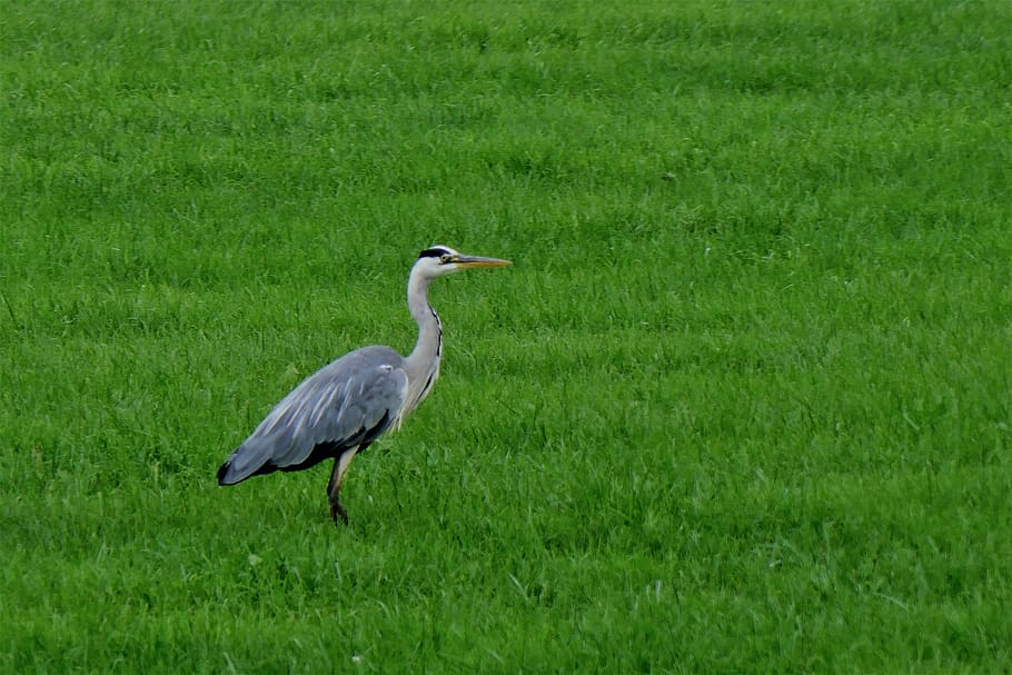 bird, heron, nature, fly, bill, meadow, feather, plumage, animal portrait HD wallpaper