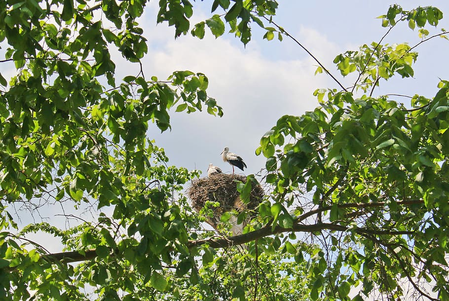 Nature, Stork, Storks, Nest, Bird, netherlands, resting place HD wallpaper
