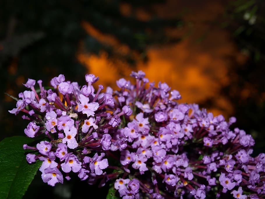 rain, summer, flowers, flowering plant, freshness, vulnerability HD wallpaper