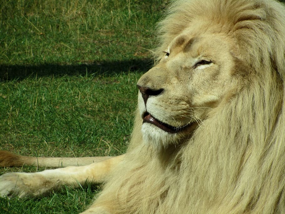 lion, zoo, predator, cat, wildcat, king, mane, animal, mammal HD wallpaper