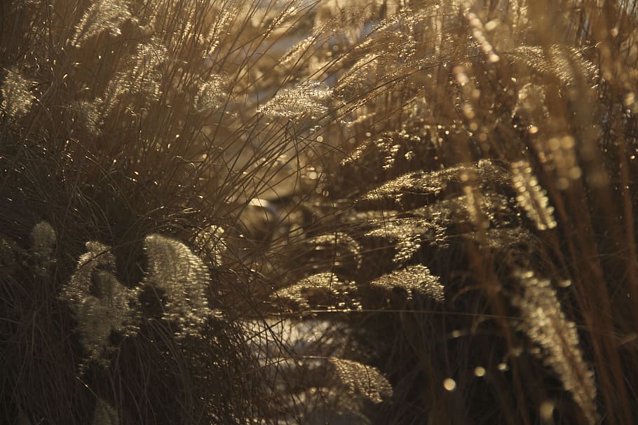 weeds, sunset, grass, nature, landscape, sunlight, yellow, plant HD wallpaper