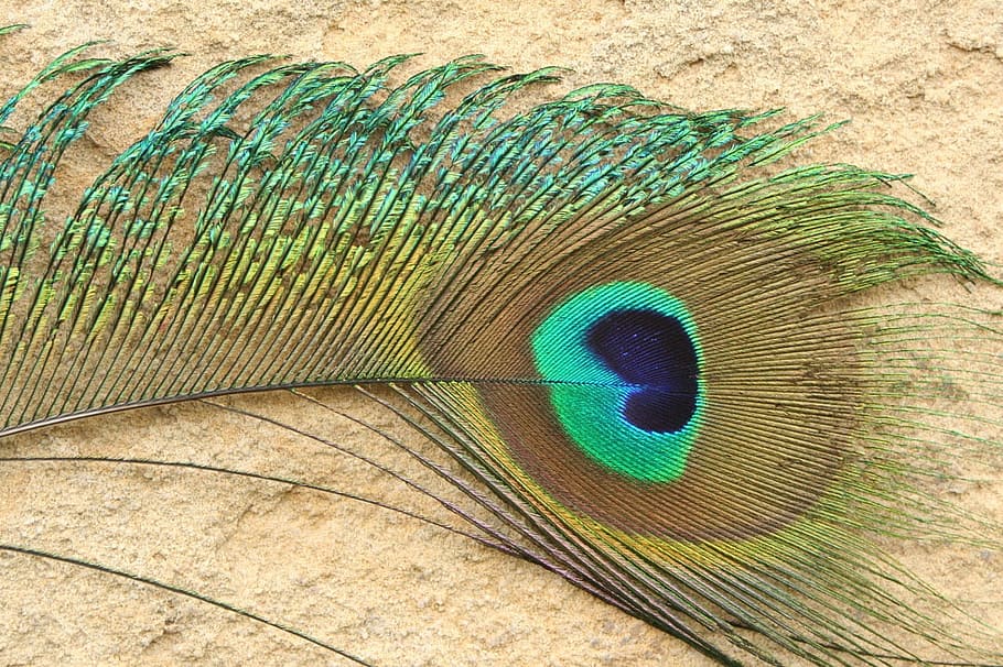 peacock, feather, colorful, blue, green, iridiscent, plumage, HD wallpaper