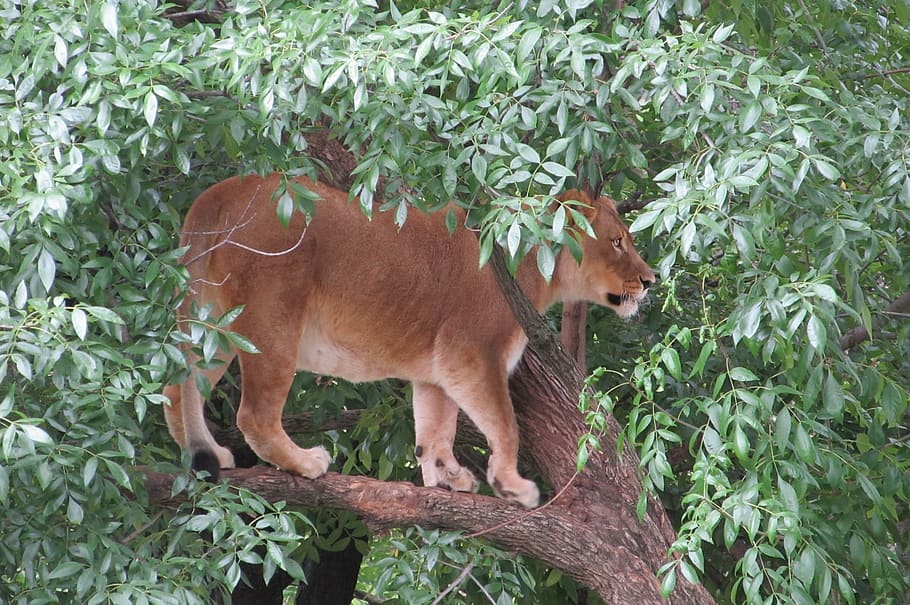 lioness, portrait, tree, limb, cat, feline, predator, big, wildlife HD wallpaper