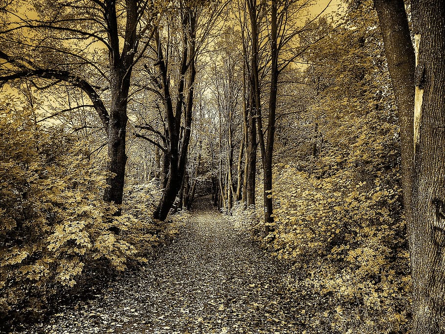 brown and white road between trees to the forest, nature, seasons HD wallpaper