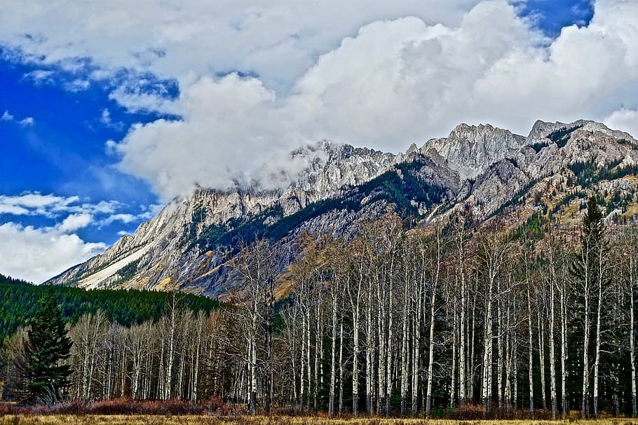 trees, mountains, forest, peaks, landscape, scenic, ecology HD wallpaper