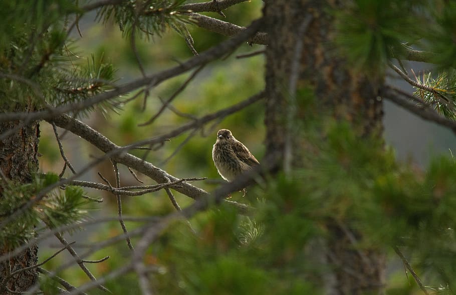 animals, birds, perched, trees, branches, leaves, still, animal wildlife HD wallpaper