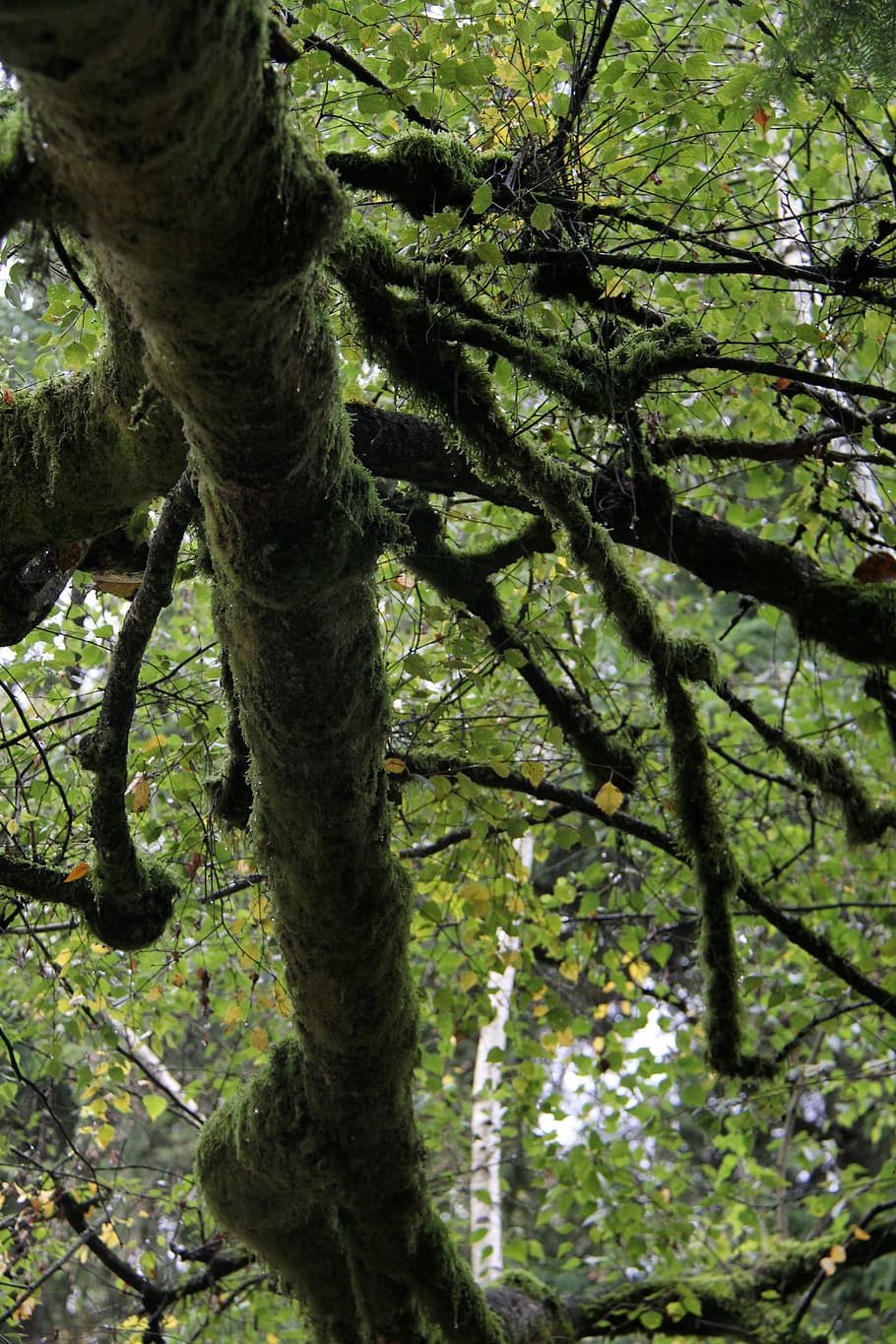 tree, under tree, mossy tree, plant, branch, tree trunk, nature HD wallpaper