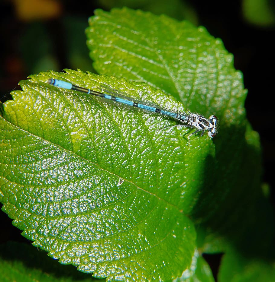 dragonfly, leaf, macro, plant, green, nature, close, plant part HD wallpaper