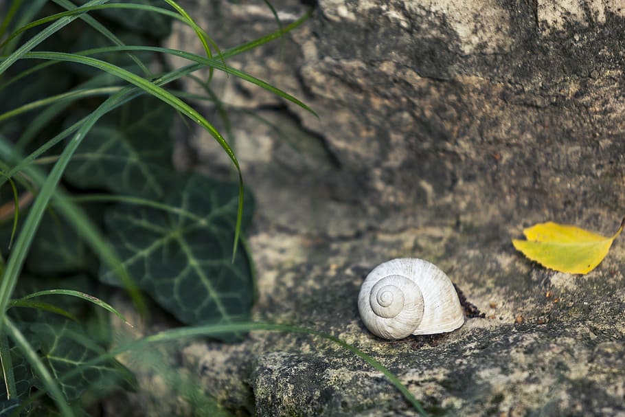 snail, shell, nature, animal, slow, spiral, still life, macro HD wallpaper