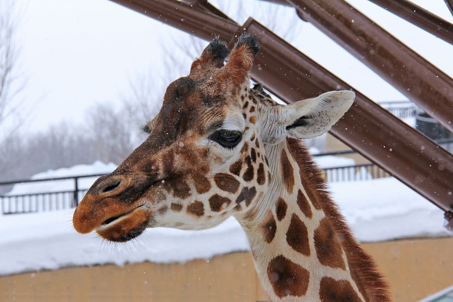 shallow focus photography of giraffe, winter, cold, snow, adorable HD wallpaper