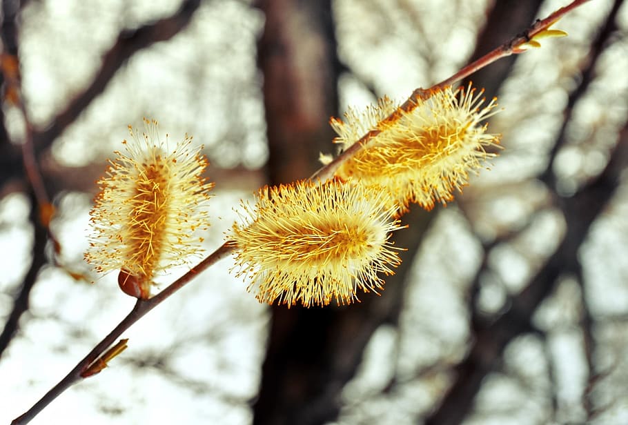 willow, flowers, easter, spring, blossoms, fluffy, yellow, plant HD wallpaper