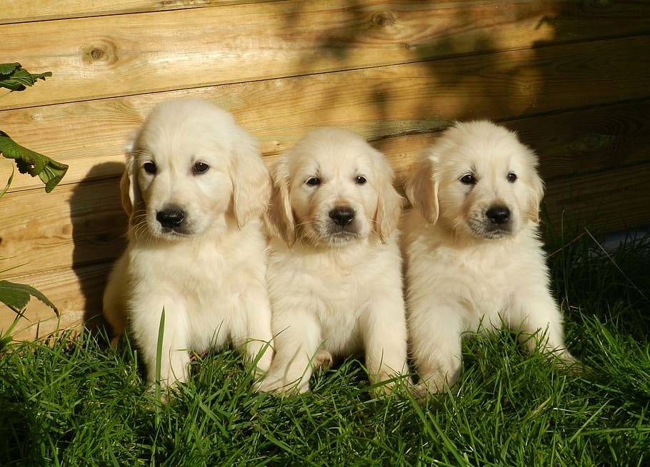 three short-coated white puppies on grass field, golden retriever, HD wallpaper