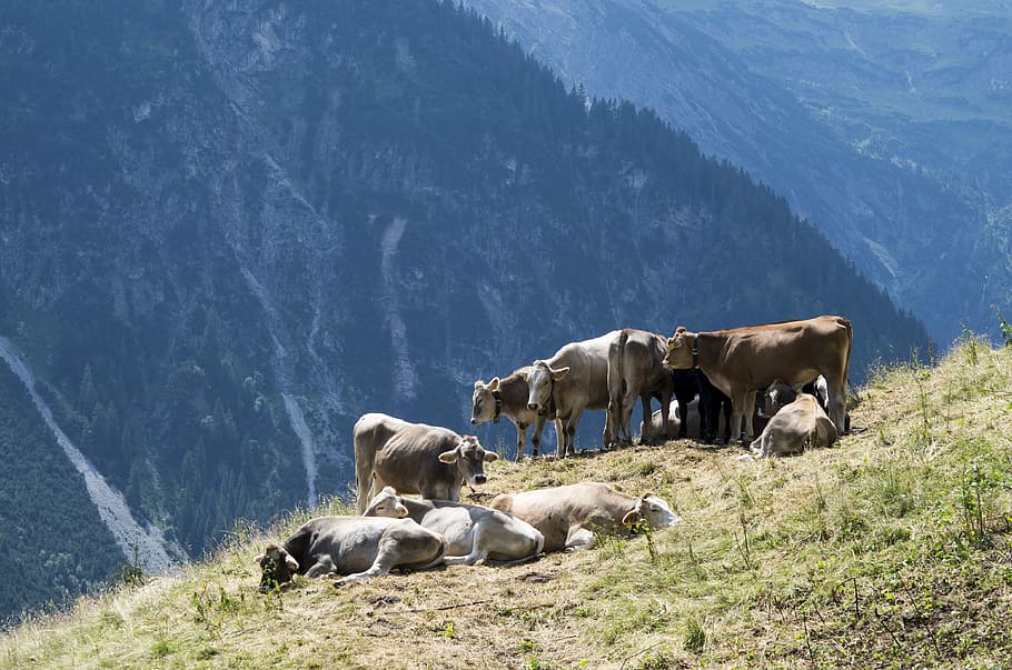Austria, Cows, Alpine Meadow, Mountains, animal themes, day HD wallpaper
