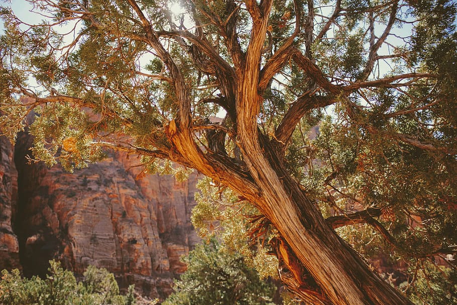 brown and black tree branch, photo of a green tree near brown rock mountain HD wallpaper