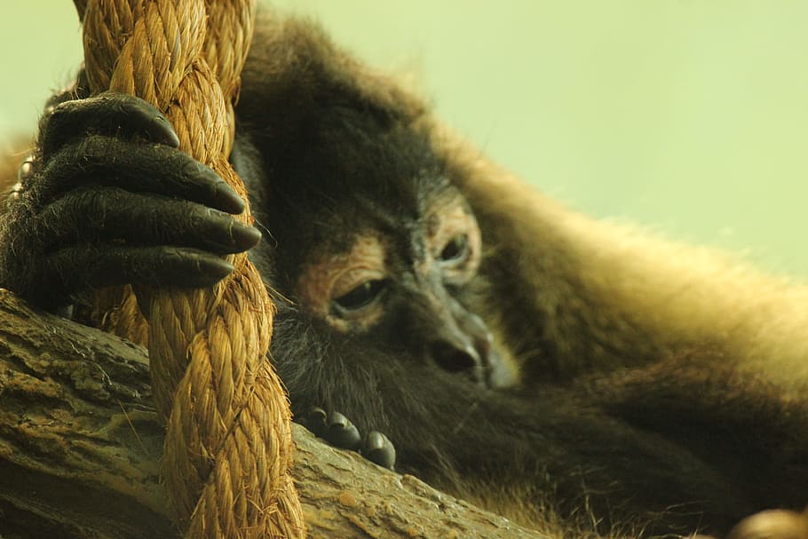 Primate, Saint Louis, Zoo, no people, animal themes, one animal HD wallpaper