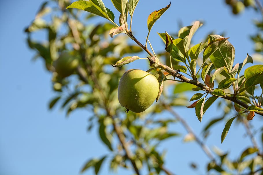 1920x1080px | free download | HD wallpaper: Apple, Summer, Fruit, Fruit ...