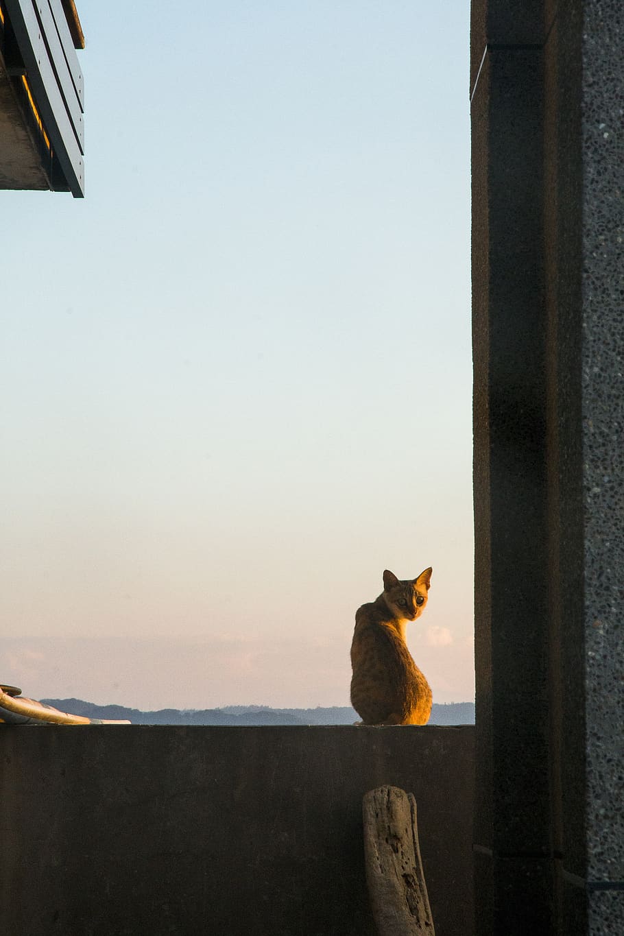 cat, grudges, looking back, one animal, mammal, pets, domestic HD wallpaper