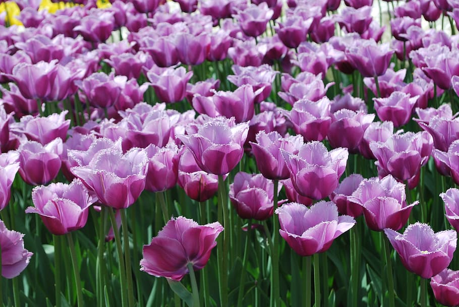 Flowers, Tulips, Spring, handsomely, nature, springtime, plant HD wallpaper