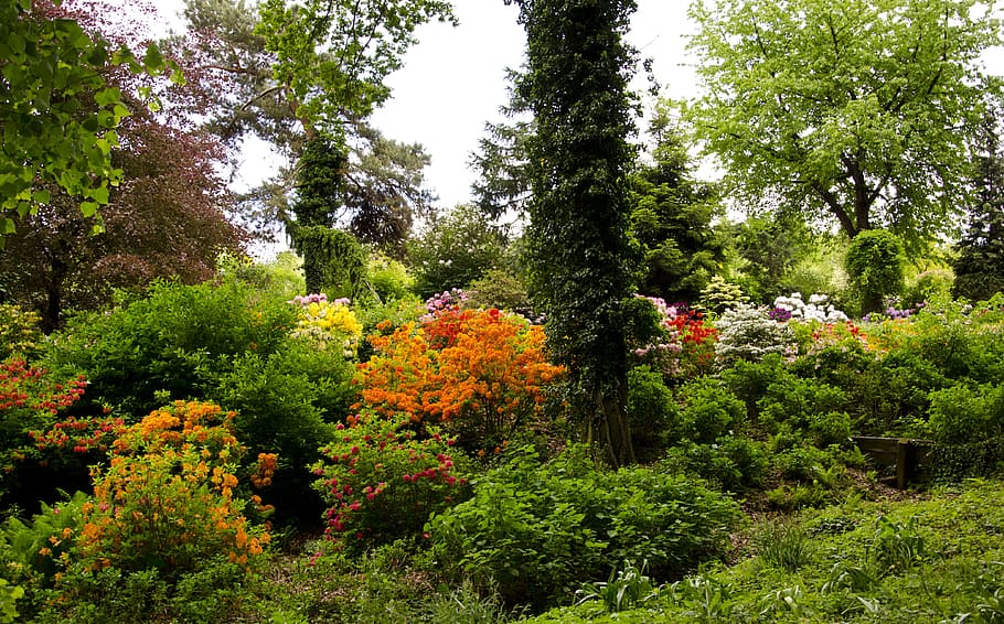 flowers, spring, nature, plant, tree, beauty in nature, growth HD wallpaper