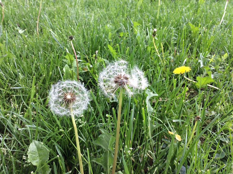 dandelion, meadow, nature, macro, close, grass, spring, plant HD wallpaper