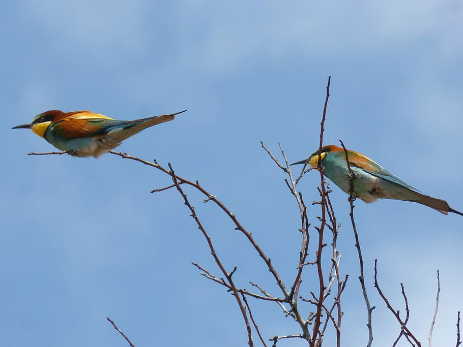 bird, bee-eater, abellerol, merops apiaster, branch, colorful, HD wallpaper