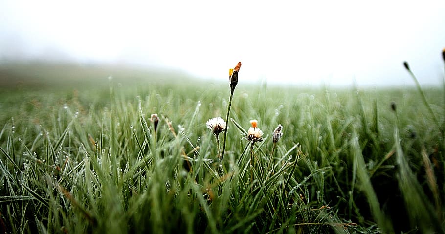 dew, flower, rush, drip, dewdrop, plant, blossom, bloom, nature HD wallpaper