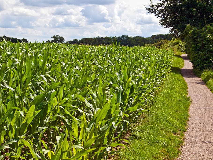 field, arable, green, corn, cereals, landscape, nature, agriculture HD wallpaper