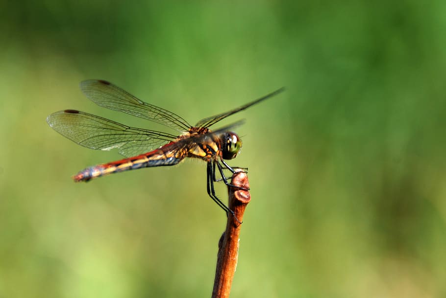 dragonfly, bug, insect, nature, animal, wildlife, wing, summer HD wallpaper
