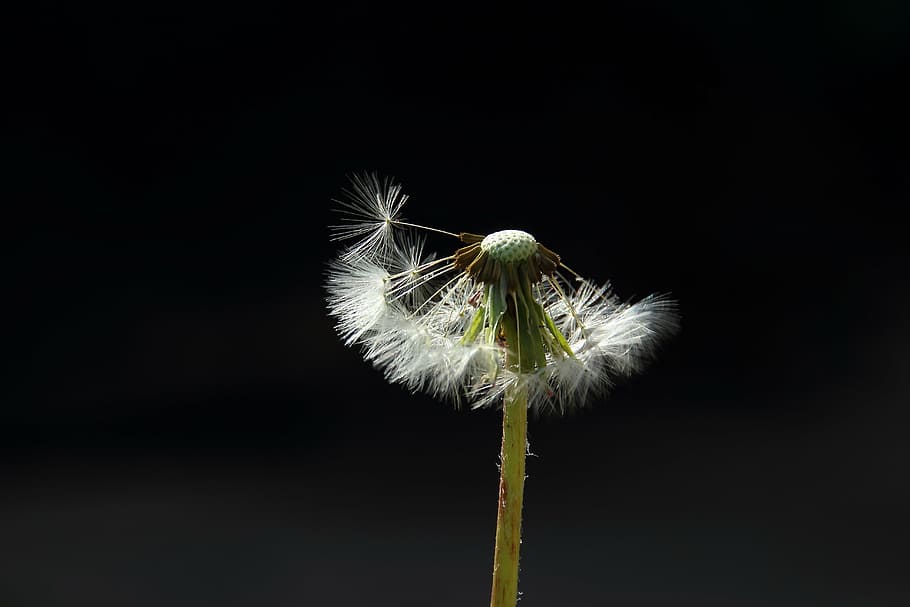 dandelion, spring, back light, flying seeds, flower, flowering plant HD wallpaper