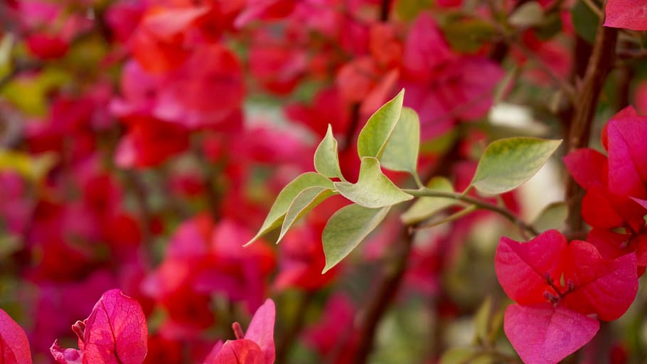 flowers, garden, petals, leaves, bloom, blooming, blooms, bright HD wallpaper