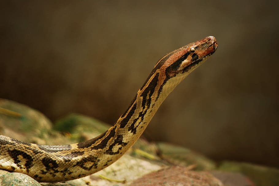 Python, Snake, Reptile, Wildlife, Skin, viper, zoology, jungle
