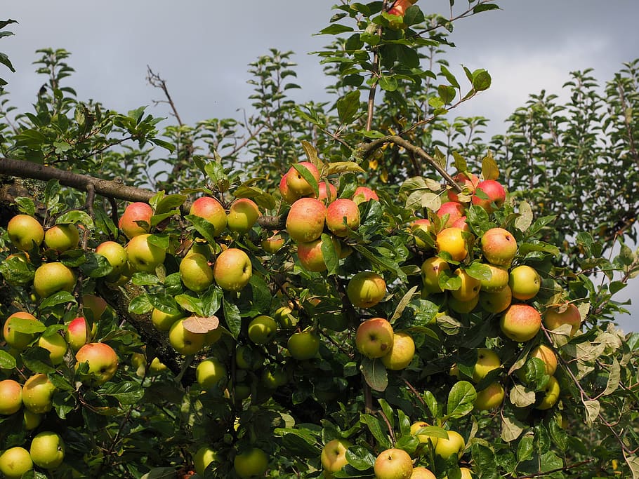 apple, fruit, red, frisch, apple tree, healthy, vitamins, orchard HD wallpaper