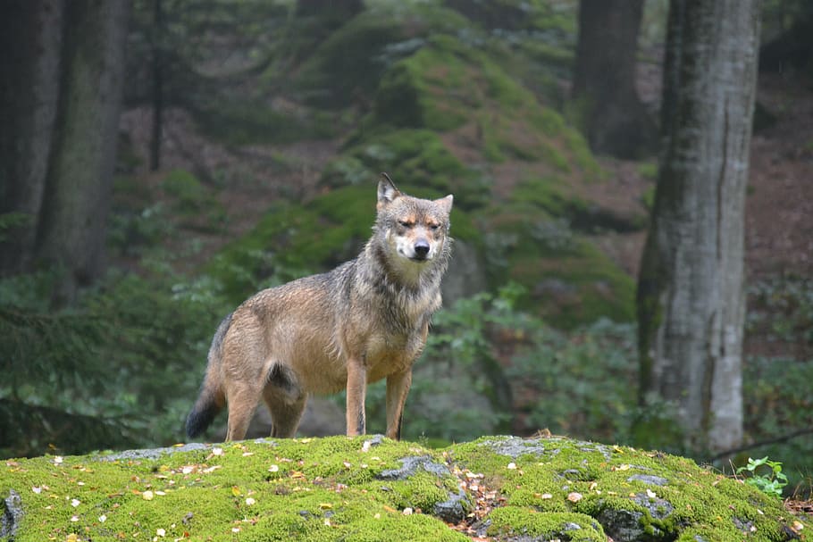 brown and gray wolf standing on moss covered stone at daytime, HD wallpaper