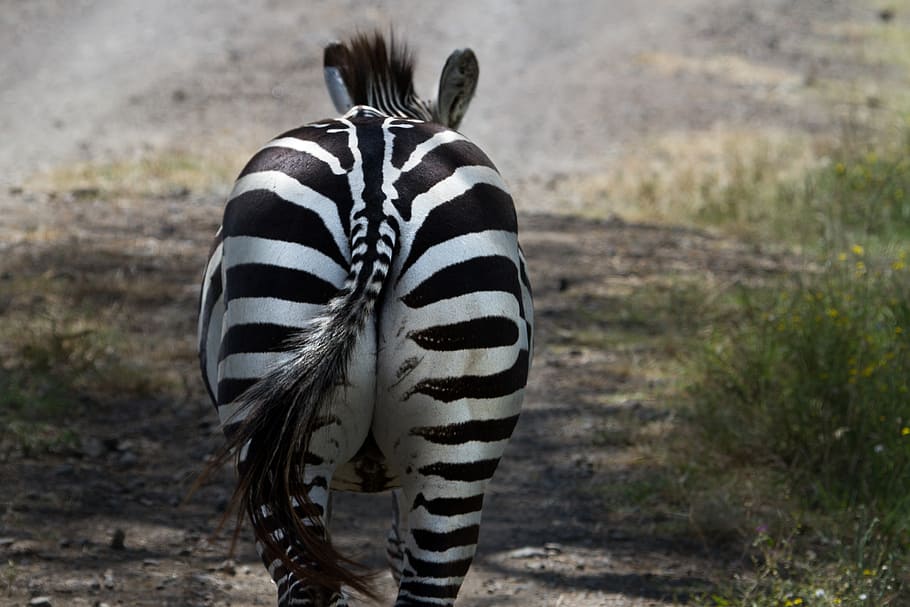 zebra during daytime, national park, lake nakuru, africa, kenya, HD wallpaper